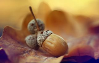 acorn and oak leaf